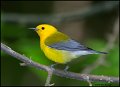_0SB9421 prothonotary warbler